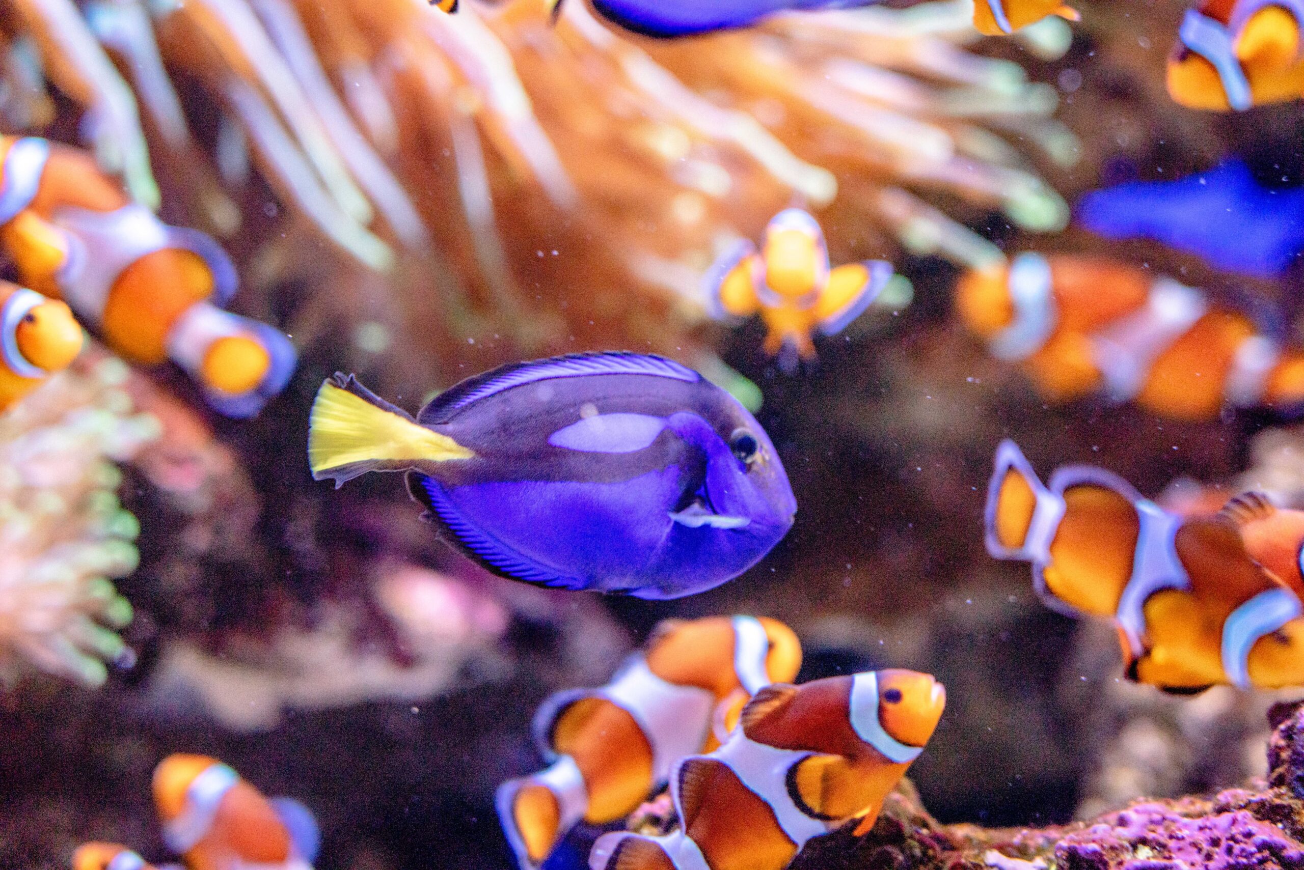 Blue Reef Aquarium